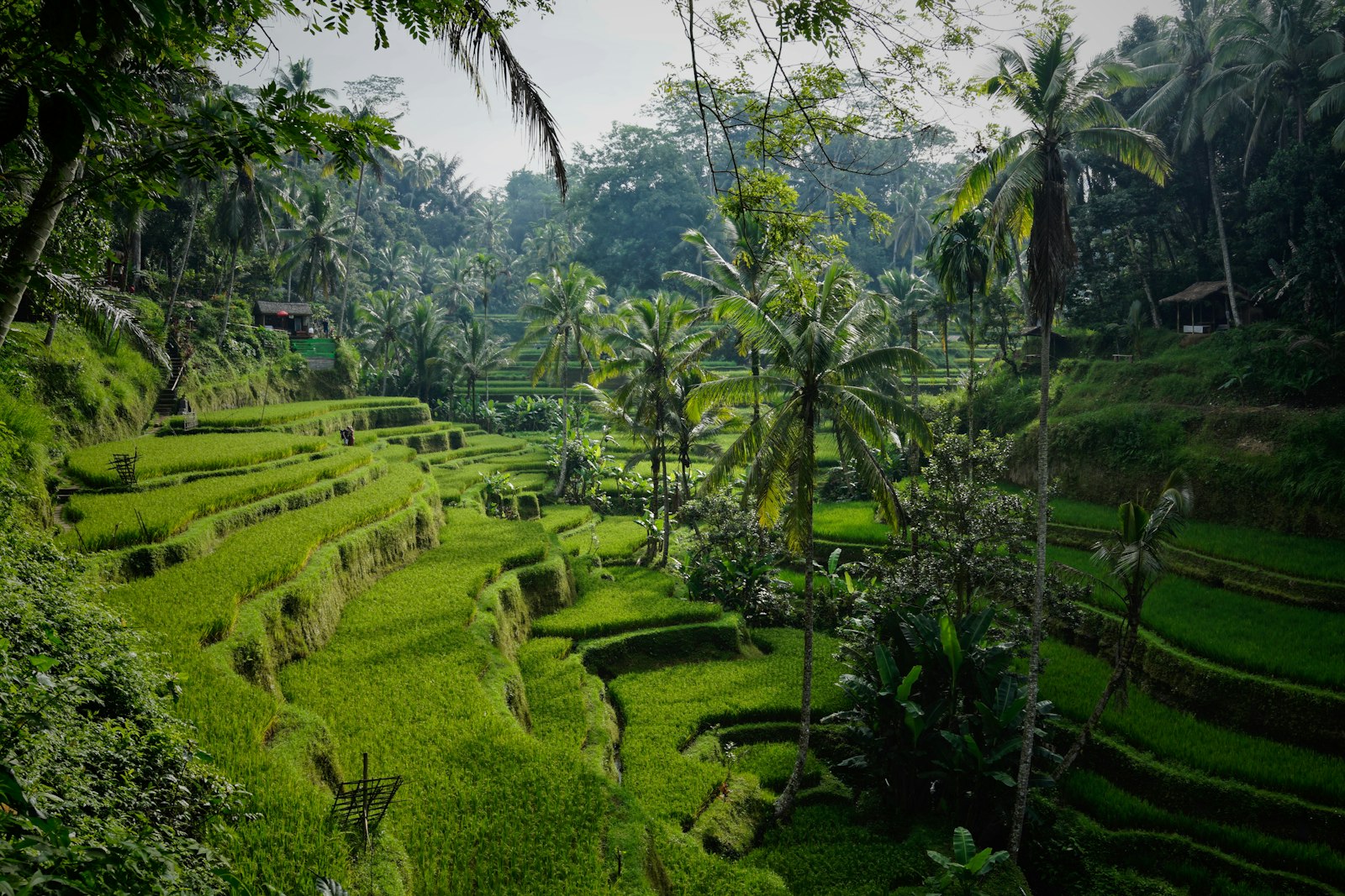 Things to Do in Bali