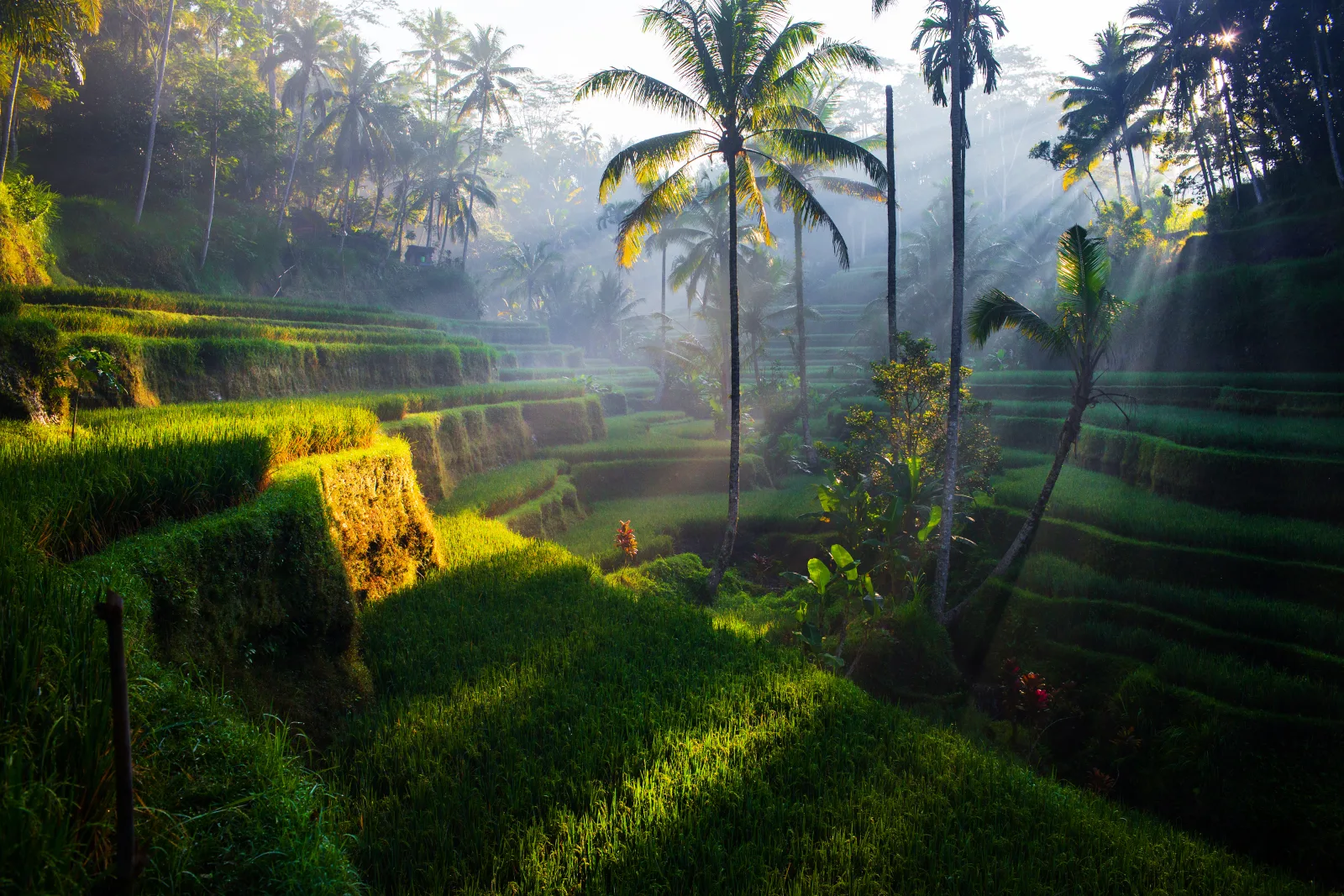 Sunrise light breaking through palms over the Tegallalang rice terraces near Ubud, Bali