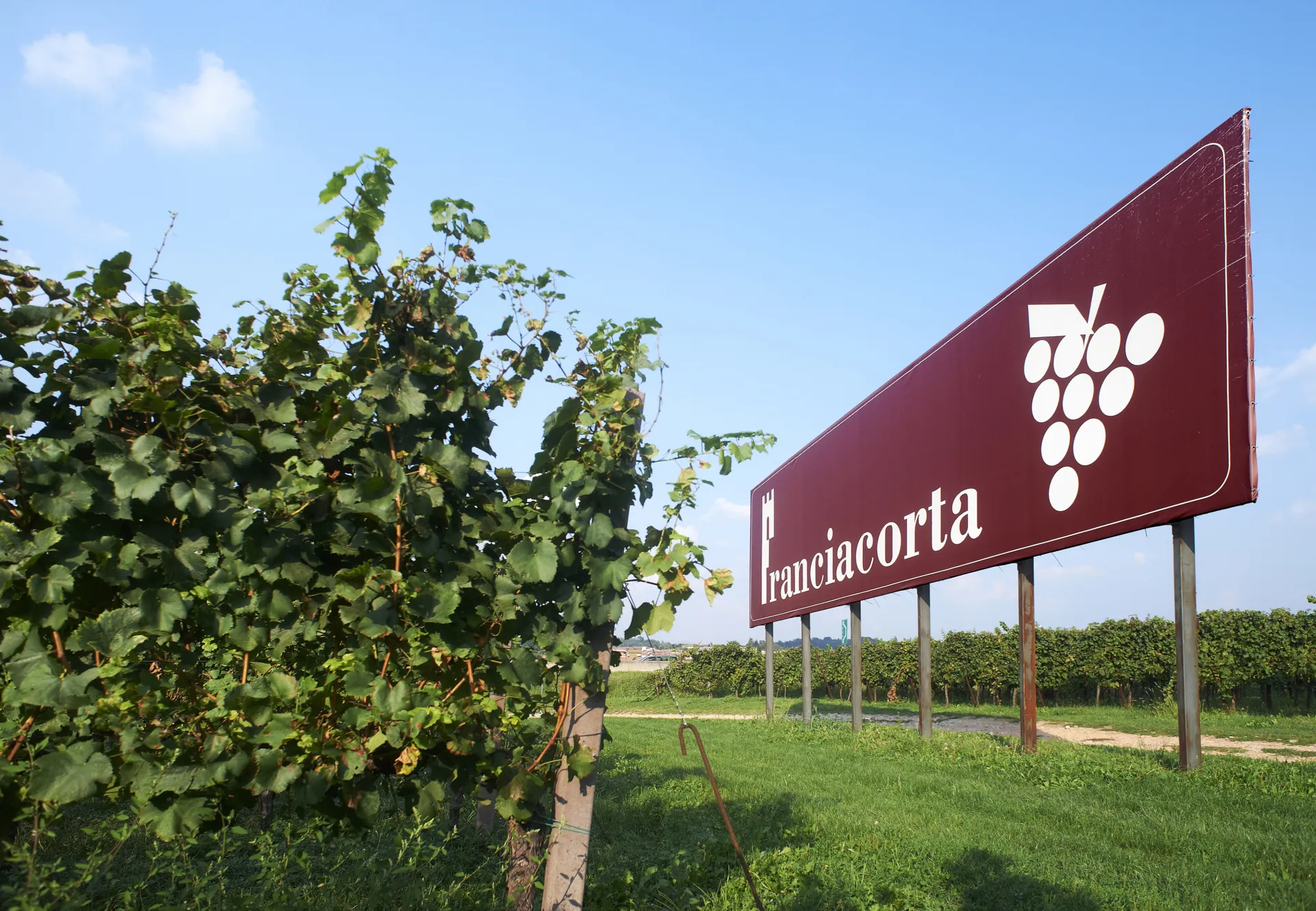 Franciacorta vineyard near Lake Como